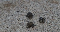 hermit crabs on beach