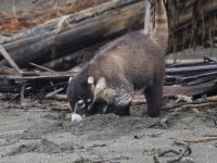 white-nosed coati Nasua narica 