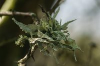 Ramalina fraxinea, the cartilage lichen