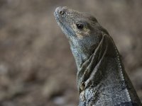 black spiny-tailed iguana Ctenosaura similis 