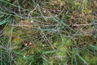Vaccinium oxycoccos