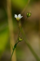 Fairy Flax Linum catharticun