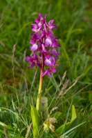 Early Purple Orchid