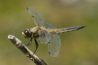 Four-spotted Chaser Libellula quadrimaculata
