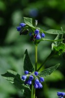 Caucasian comfrey Symphytum caucasicum