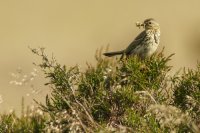 Meadow pipit