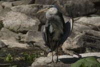 Grey heron (Ardea cinerea) preening