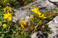 Common rock-rose Helianthemum nummularium