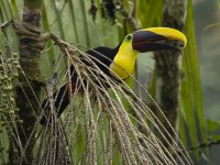 chestnut-mandibled toucan or Swainson's toucan Ramphastos ambiguus swainsonii 