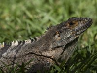 black spiny-tailed iguana Ctenosaura similis 