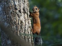 variegated squirrel Sciurus variegatoides rigidus 