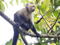 Panamanian white-faced capuchin Cebus imitator 