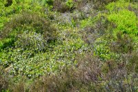 Cowberry Vaccinium vitis-idaea