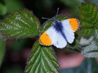 male orange tip Anthocharis cardamines