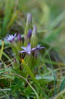 Autumn Gentian Gentianella amarella