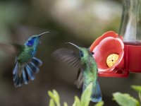 lesser violetear Colibri cyanotus cabanidis 
