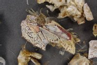 spraint sample 137