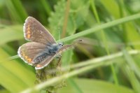 Brown Argus Aricia agestis Distinguished from the similar female Common Blue by the dark spot in the centre of the forewings.