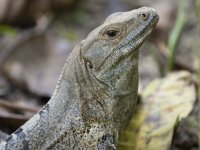 black spiny-tailed iguana Ctenosaura similis 