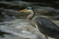 grey heron Ardea cinerea