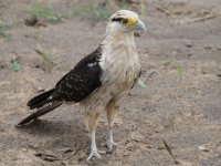 yellow-headed caracara Daptrius chimachima 