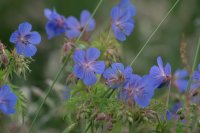 Geranium pratense