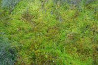 Sphagnum fallax