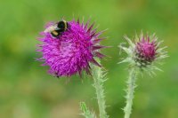 Bombus terrestris on Carduus nutans