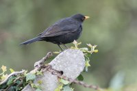 Blackbird Turdus Merula