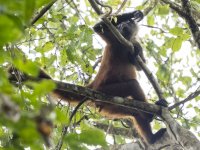 Geoffroy's spider monkey Ateles geoffroyi 