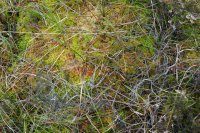 Sphagnum papillosum and Drosera rotundifolia