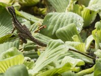 young common basilisk Basiliscus basiliscus 