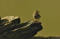 Meadow pipit