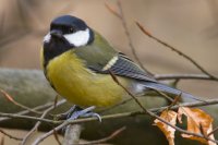 Great Tit