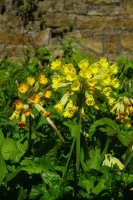 Cowslip Primula veris