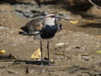 southern lapwing Vanellus chilensis 