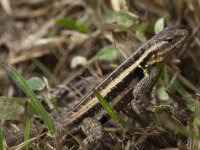 southern rosebelly lizard Sceloporus olloporus 