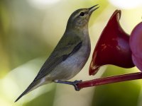 Tennessee warbler Leiothlypis peregrina 