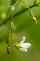 Fairy flax Linum catharticum