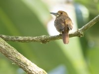 white-whiskered puffbird Malacoptila panamensis 