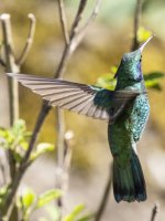 lesser violetear (mountain violet-ear) Colibri cyanotus cabanidis 