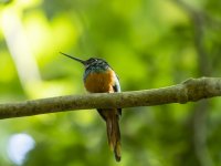 rufous-tailed jacamar Galbula ruficauda 