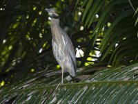 yellow-crowned night heron Nyctanassa violacea 