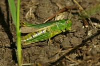Common green grasshopper (Omocestus viridulus)