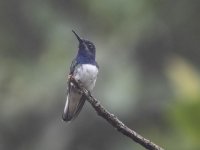 white-necked jacobin Florisuga mellivora 