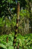 Giant Horsetail Equisetum telmateia
