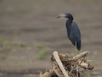 little blue heron Egretta caerulea 