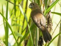 thick-billed seed finch Sporophila funerea 