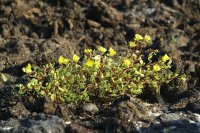 Galapagos purslane