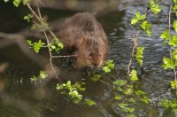 Water Vole